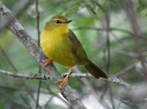 canario-do-mato-parque-mata-dos-godoy 