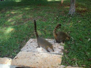 cidade-londrina-010-parque-arthur-thomas    