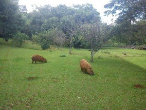 cidade-londrina-011-parque-arthur-thomas    