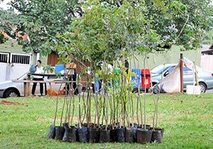 semana-da-arvore-plantio-mudas-3